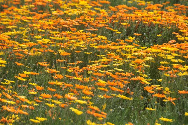 wildflowers
